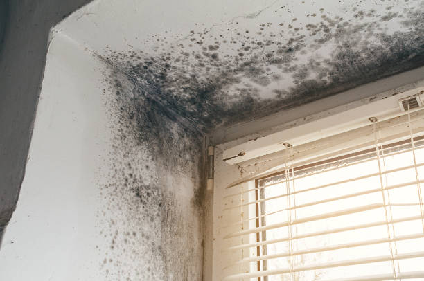 Affordable Commercial Mold Remediation solutions in Wellersburg, PA